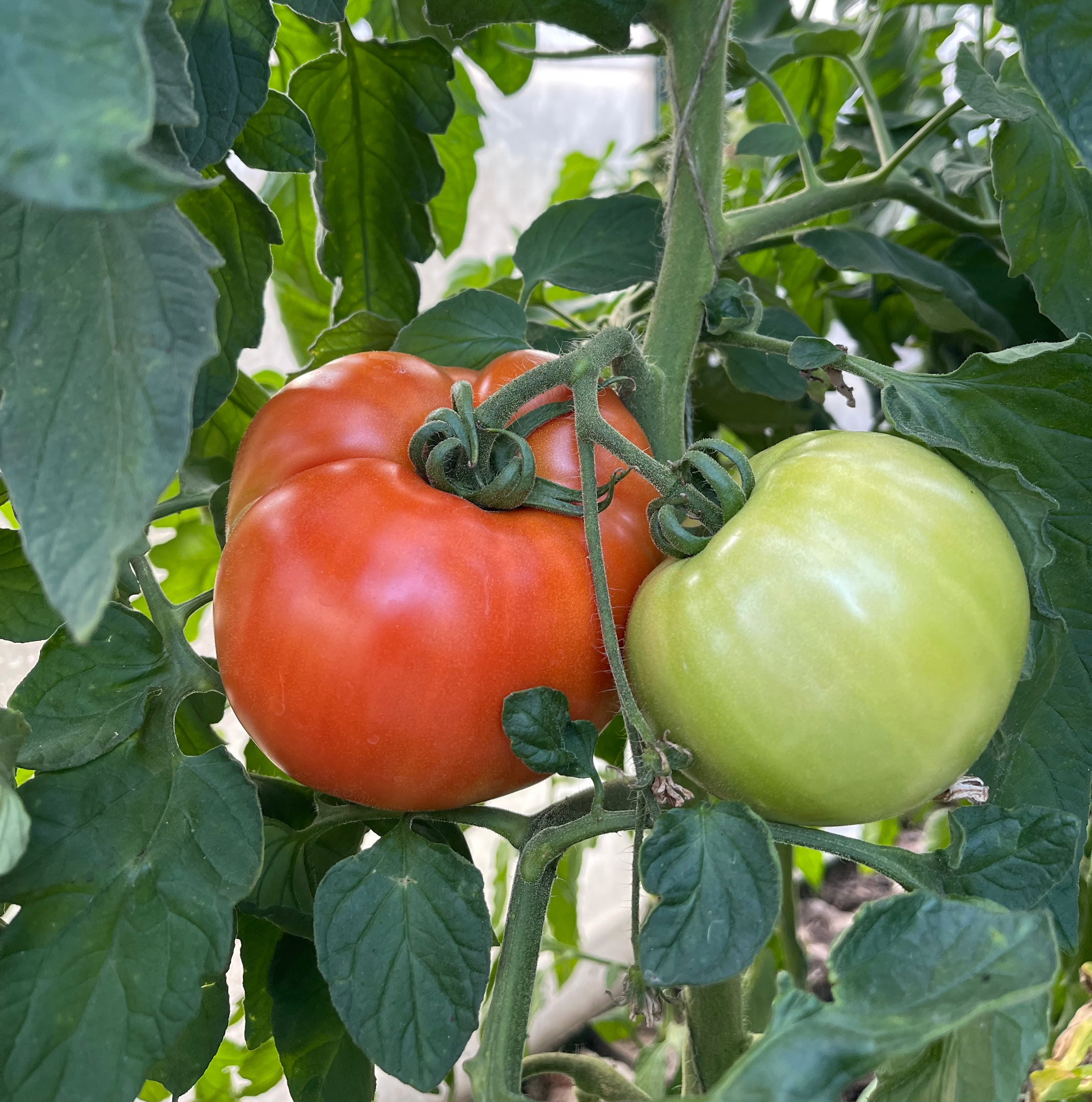 Tomatoes ripening